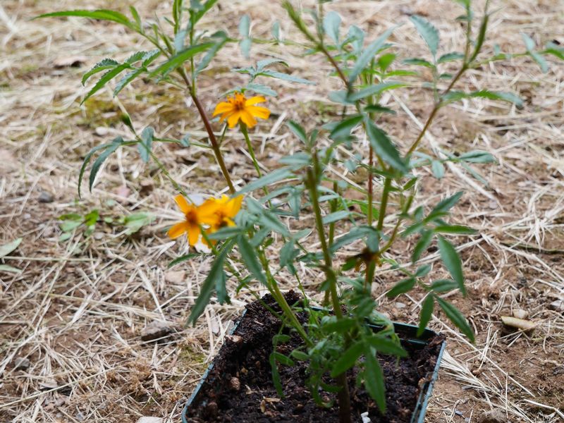 Plants