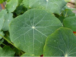 Capucine Blue pepe (petite feuille)