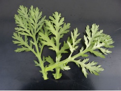 Chrysanthème comestible