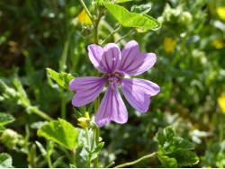 Mauve
