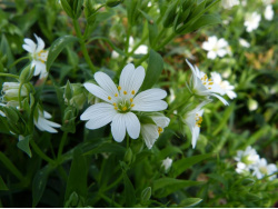 Mouron blanc (fleurs)