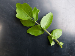 JP Cresson de fontaine