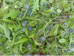 Mesclun jeunes pousses