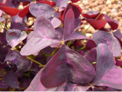 Oxalis triangularis pourpre