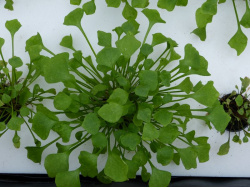 Pourpier d'hiver Claytone de Cuba