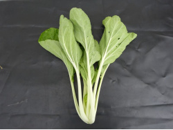 Chou chinois Taisaï