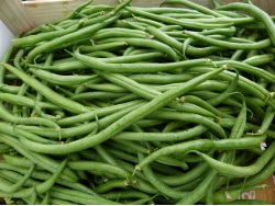 Haricot vert