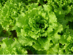 Salade laitue