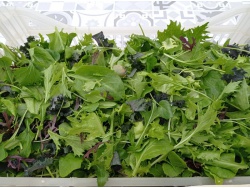 Mesclun maison