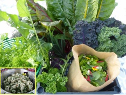 Panier légumes et aromates de saison + barquette de rillettes de truite