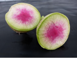 Radis asiatique rose