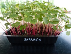 Sarrasin