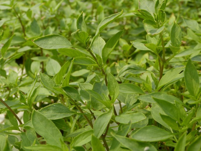 Basilic cannelle