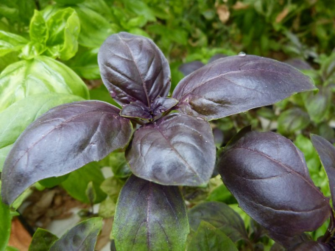 Basilic pourpre
