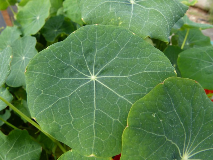 Capucine Blue pepe (petite feuille)