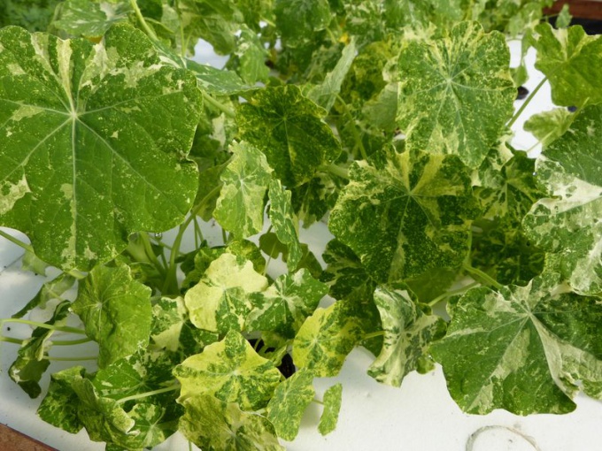 Capucine marbrée (petite feuille)