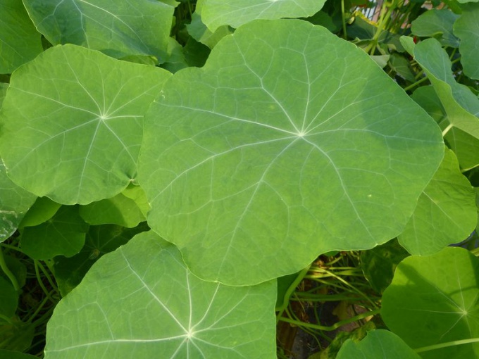 Capucine (grande feuille)