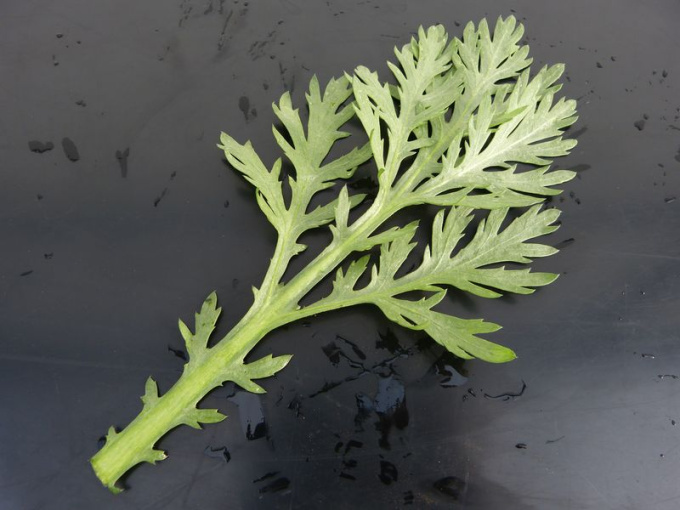 Chrysanthème comestible