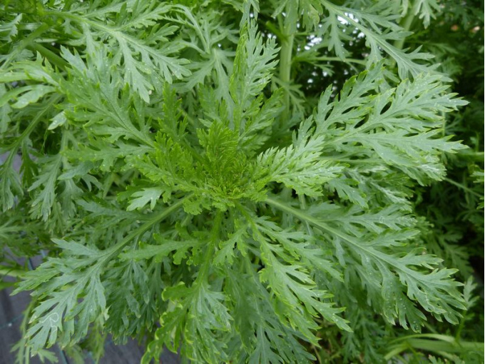 Chrysanthème comestible