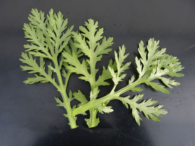 Chrysanthème comestible