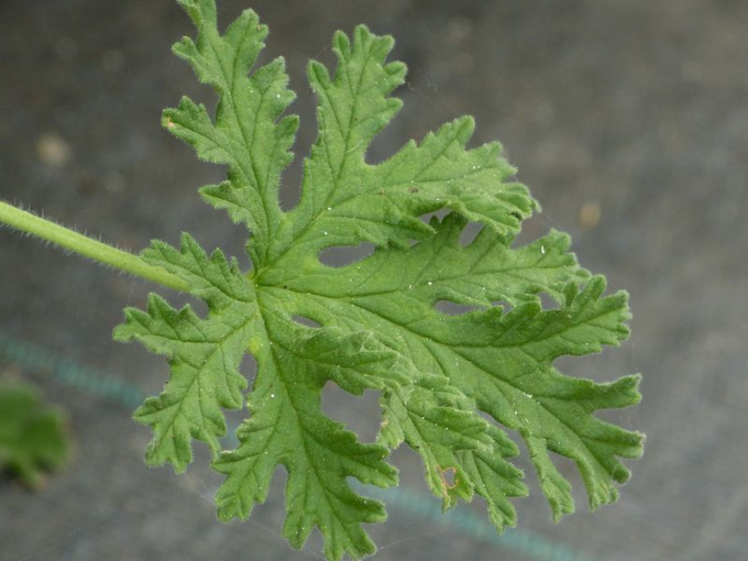 Géranium rosat (feuille)