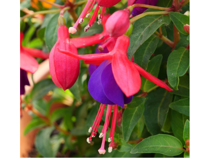 Fuschia