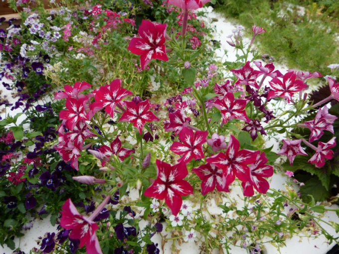 Phlox