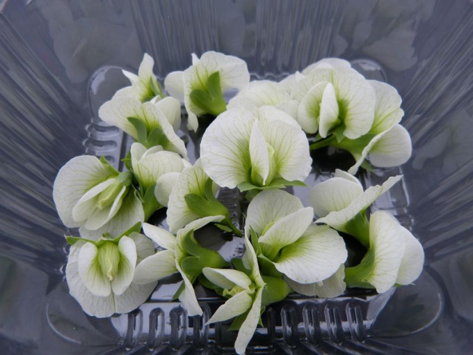 Petits pois (fleurs)