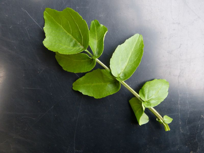 JP Cresson de fontaine