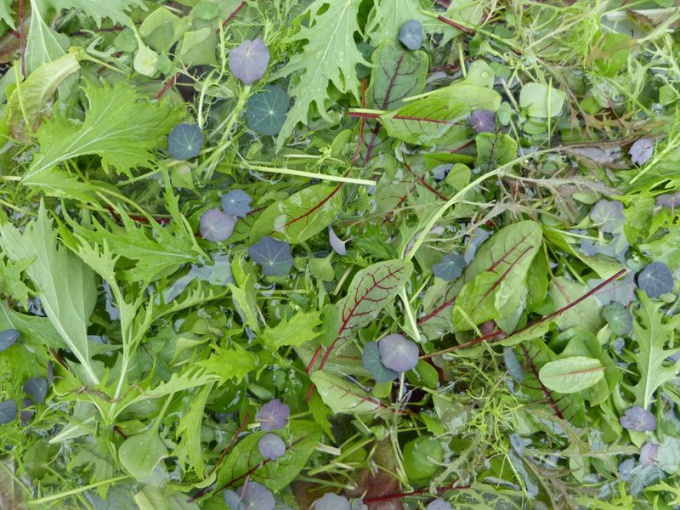 Mesclun jeunes pousses