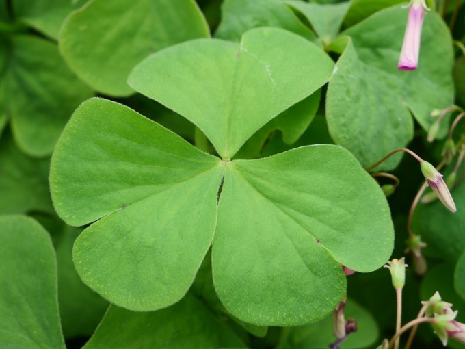 Oxalis verte