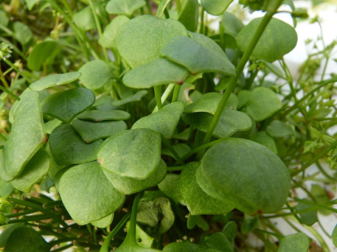 Pourpier d'hiver Claytone de Cuba