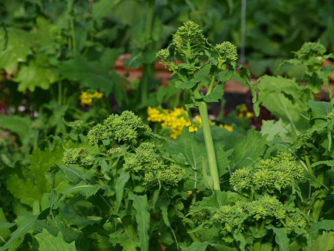 Chou broccoletto / brocoli-rave