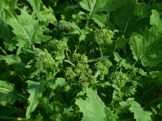 Chou broccoletto / brocoli-rave