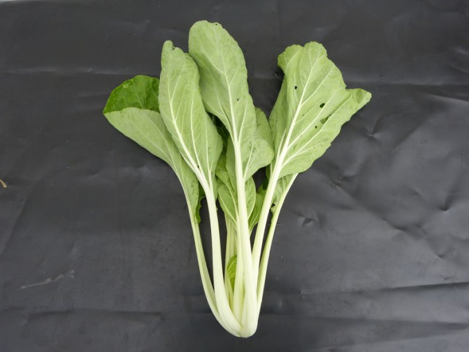 Chou chinois Taisaï