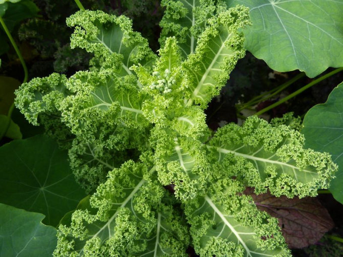 Chou kale