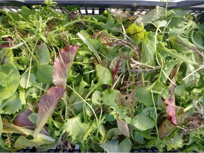 Mesclun maison