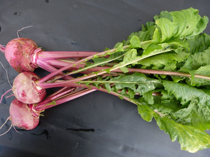 Navet rouge Scarlet (chair blanche)