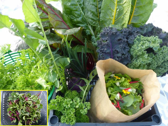 Panier légumes et aromates de saison + barquette de micropousses