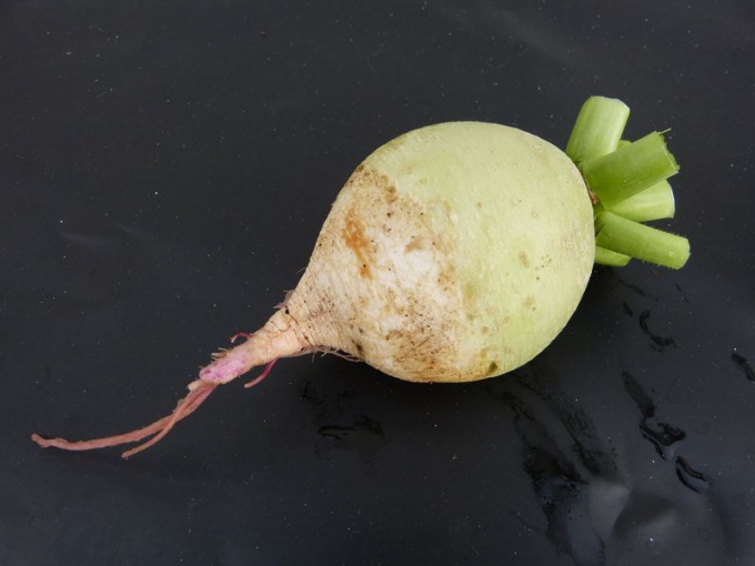 Radis asiatique rose