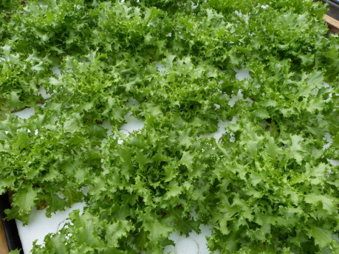 Salade frisée