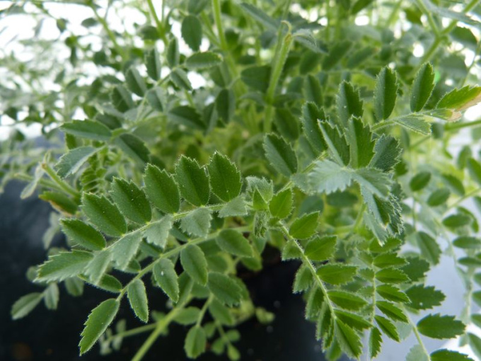 Pois chiche (pousses coupées)