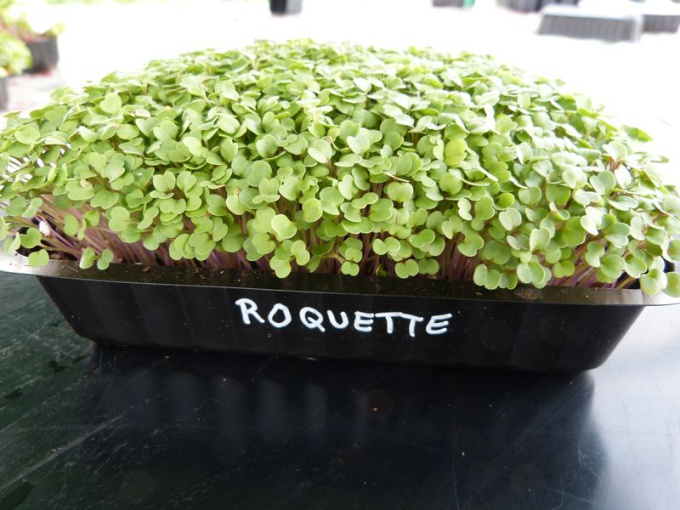 Roquette