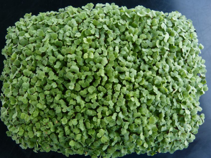 Roquette