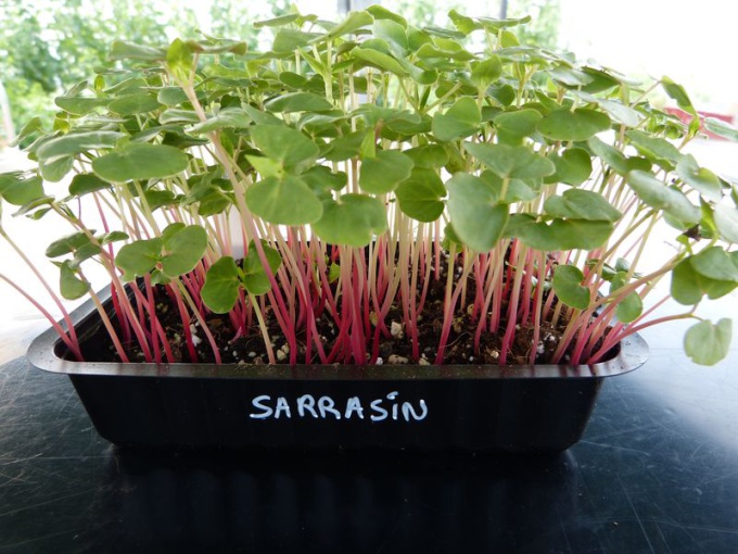 Sarrasin