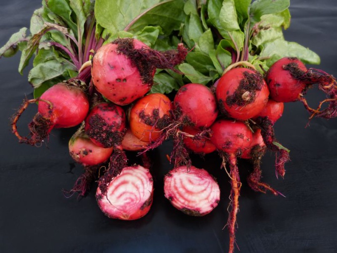 Mini betterave Chioggia