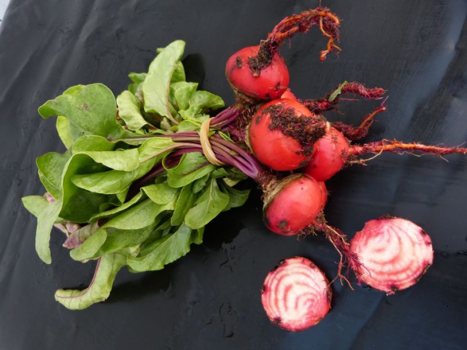 Mini betterave Chioggia