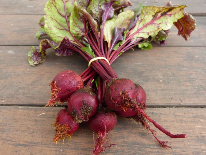 Mini betterave Chioggia