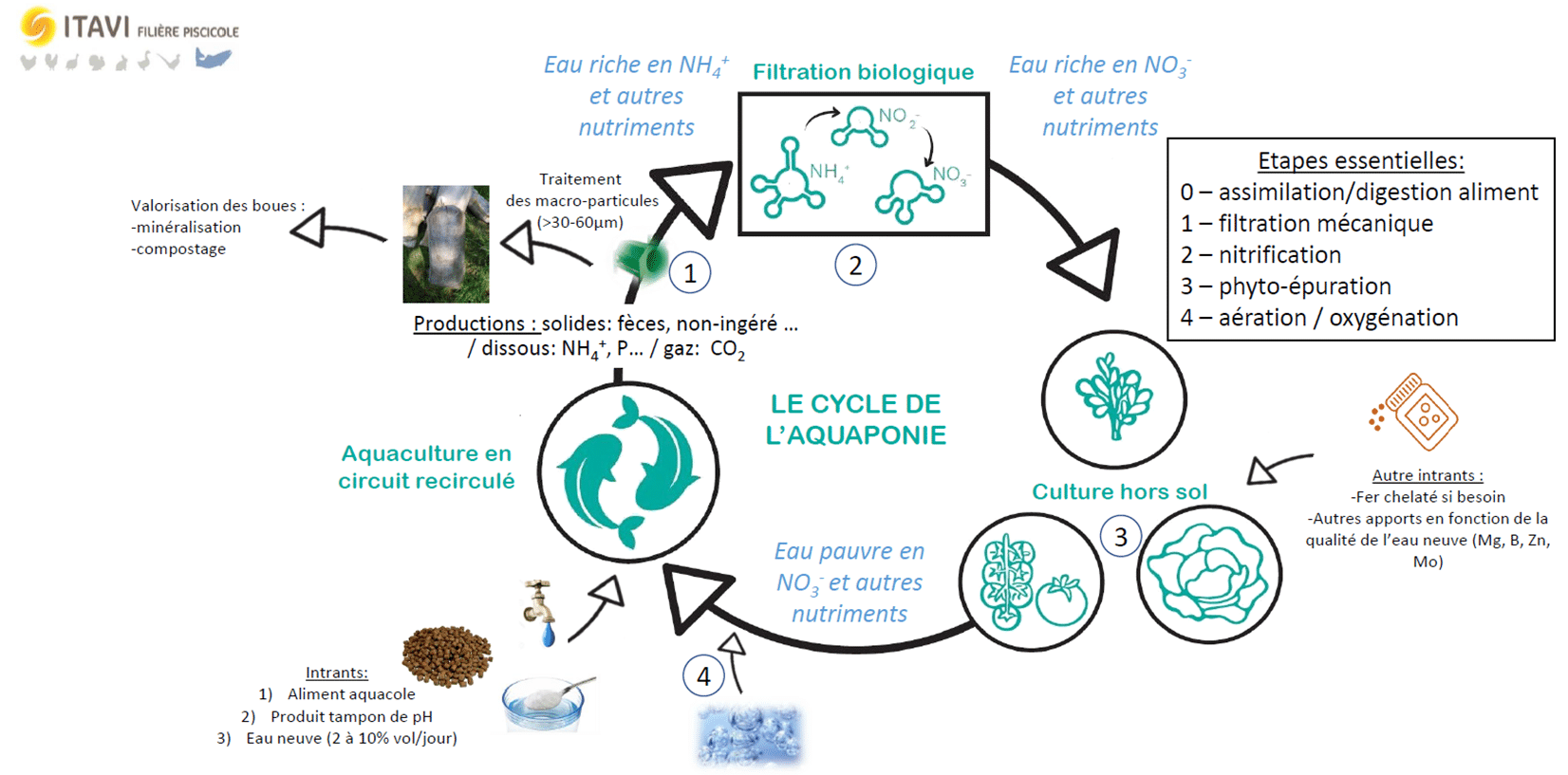 Cycle de l'aquaponie