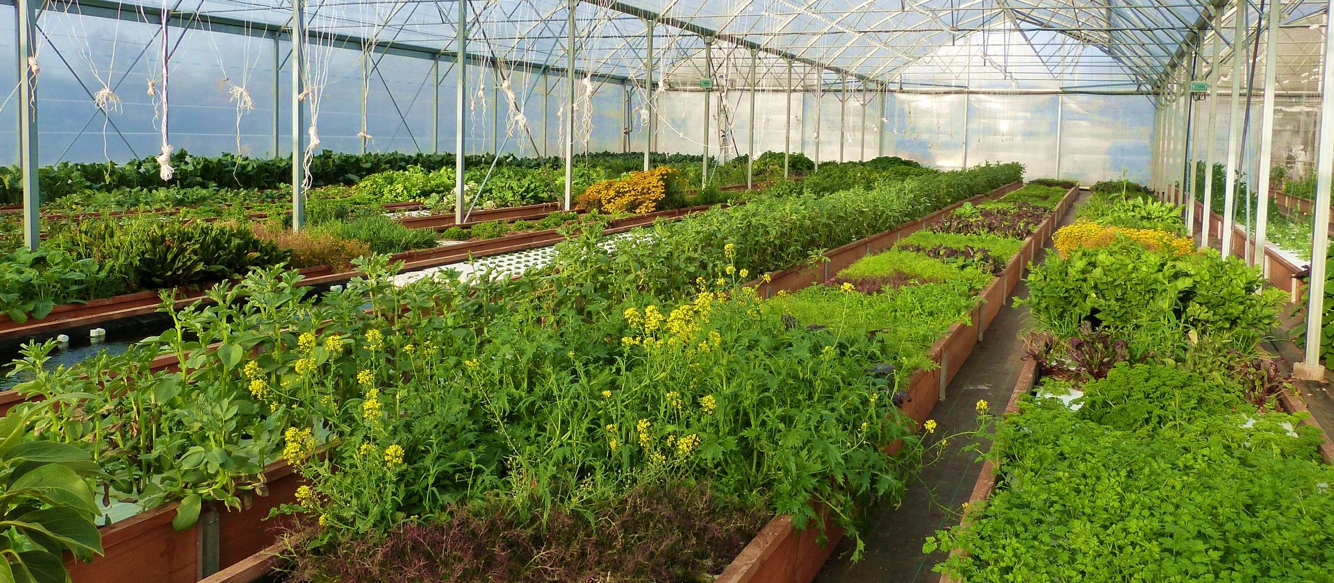 AgroSymbiose, producteurs maraîchers pisciculteurs